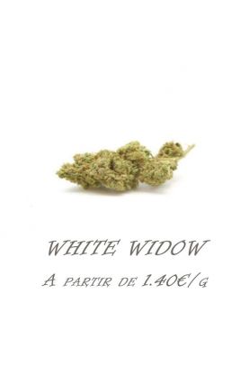 White Widow (Indoor) Vrac