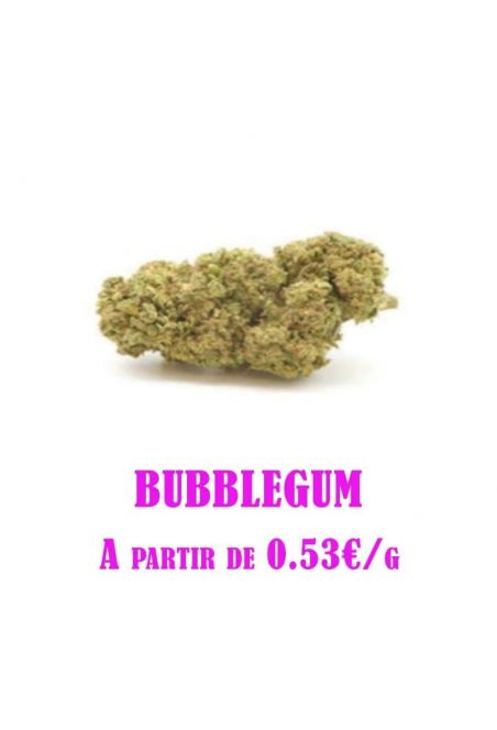 Bubblegum-GreenHouse-grossiste-fleurs-cbd-pas-cher