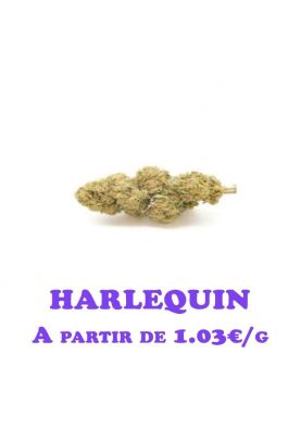 Harlequin-GlassHouse-grossiste-fleurs-cbd-pas-cher