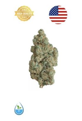 Moby-dick-Indoor-grossiste-fleurs-cbd-pas-cher